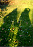 Shadow on the grass