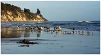 Gulls at Santa Barbara Beach