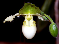 Orchid Funny Face