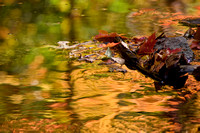 Autumnal reflections in water